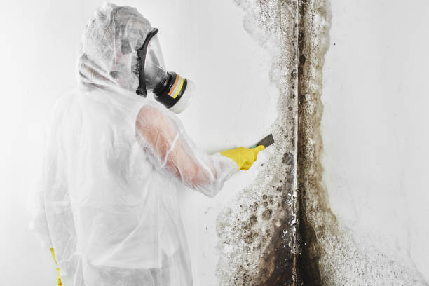 Best Mold Remediation  in Wilson, NC