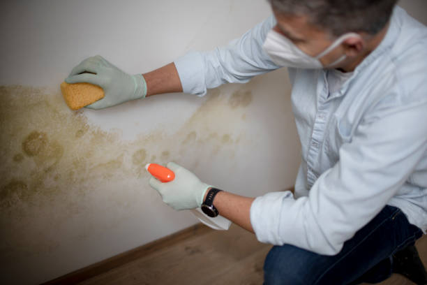 Best Mold Remediation Experts  in Wilson, NC