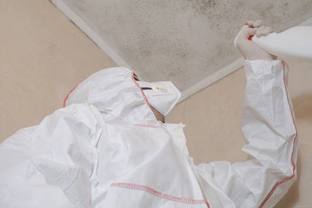 Best Mold Cleaning Services  in Wilson, NC