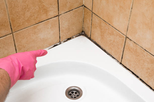  Wilson, NC Mold Removal Pros